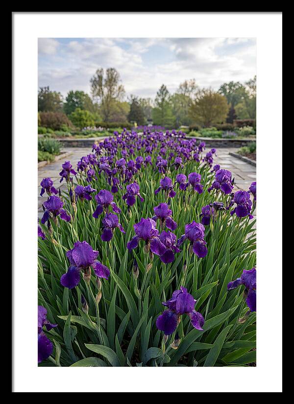 Iris Blooms In Full Glory