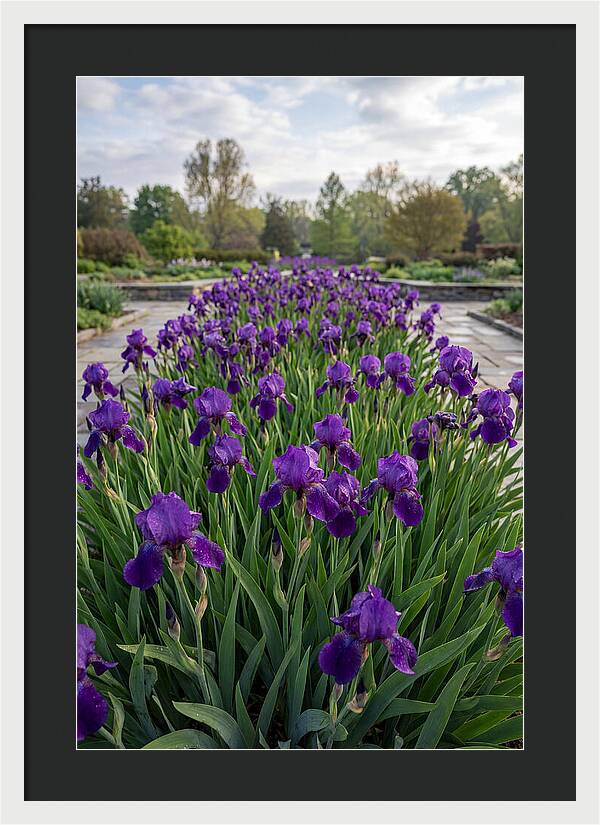 Iris Blooms In Full Glory