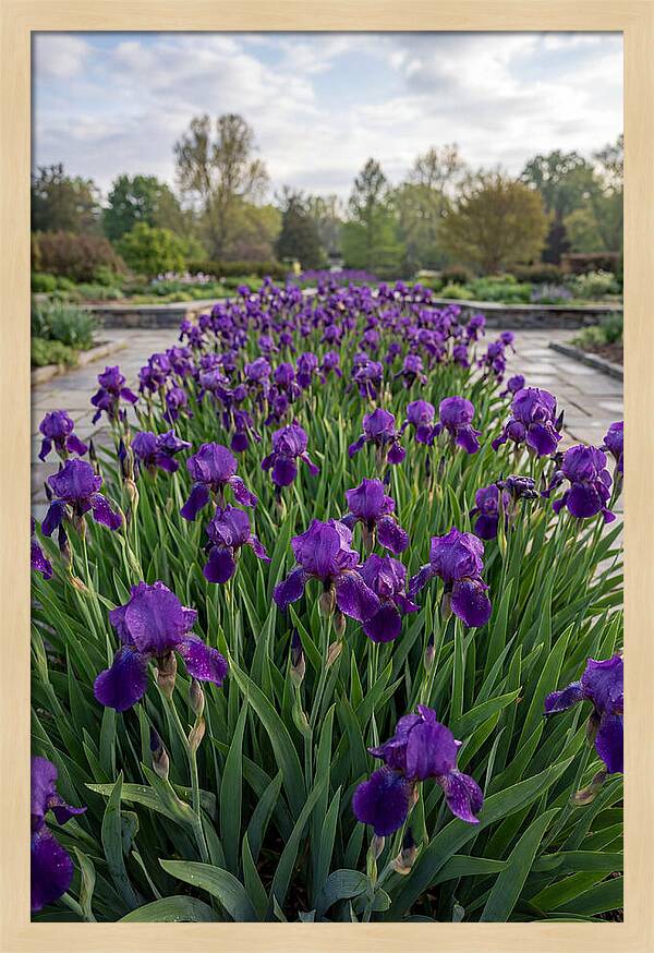 Iris Blooms In Full Glory