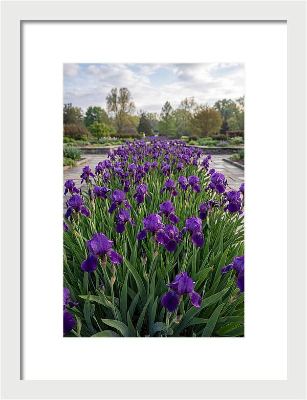 Iris Blooms In Full Glory