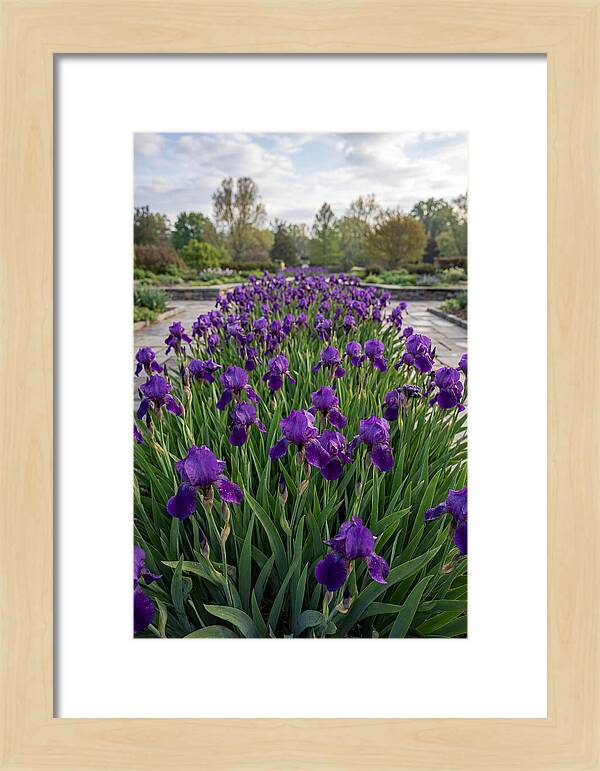 Iris Blooms In Full Glory