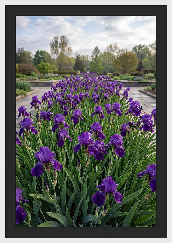 Iris Blooms In Full Glory