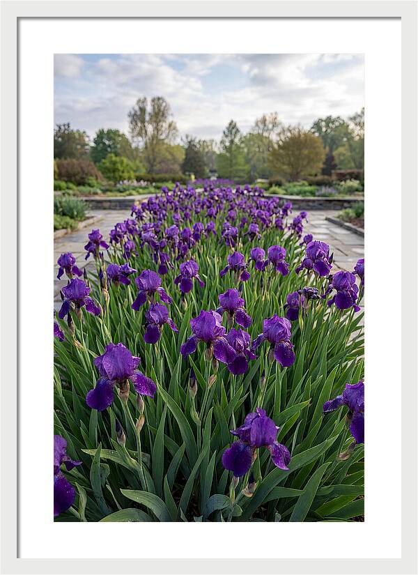 Iris Blooms In Full Glory