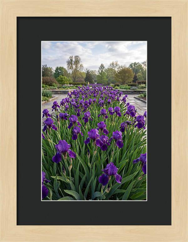 Iris Blooms In Full Glory