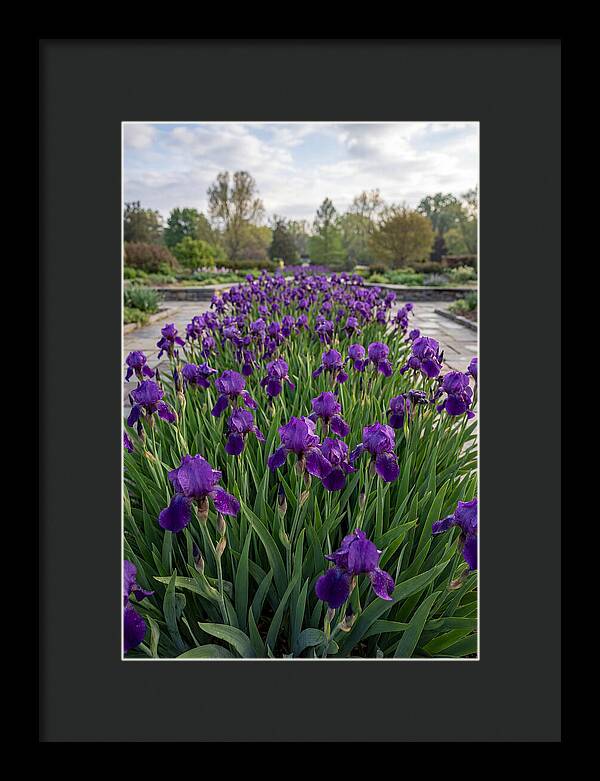 Iris Blooms In Full Glory