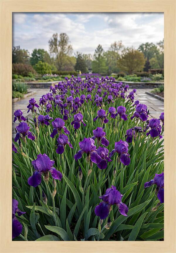 Iris Blooms In Full Glory