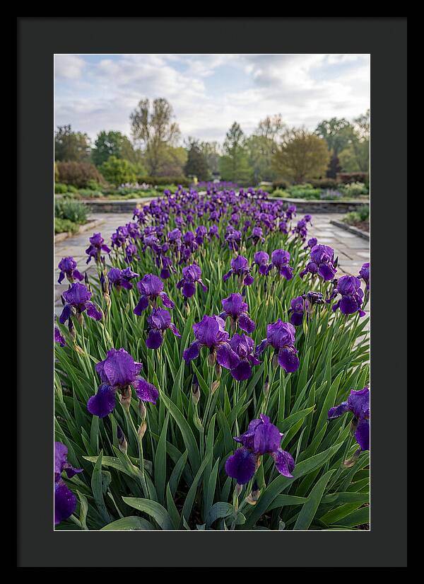 Iris Blooms In Full Glory