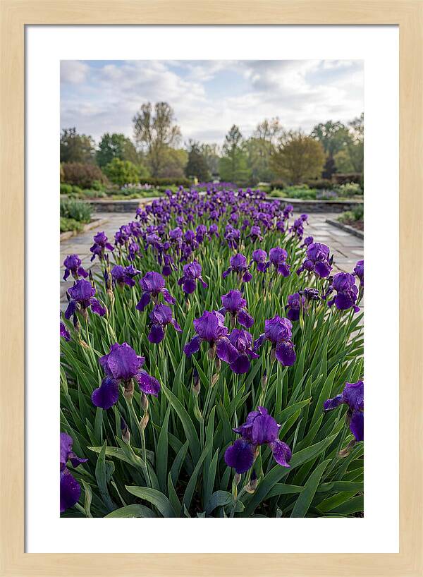 Iris Blooms In Full Glory