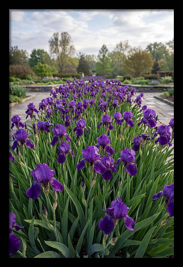 Iris Blooms In Full Glory