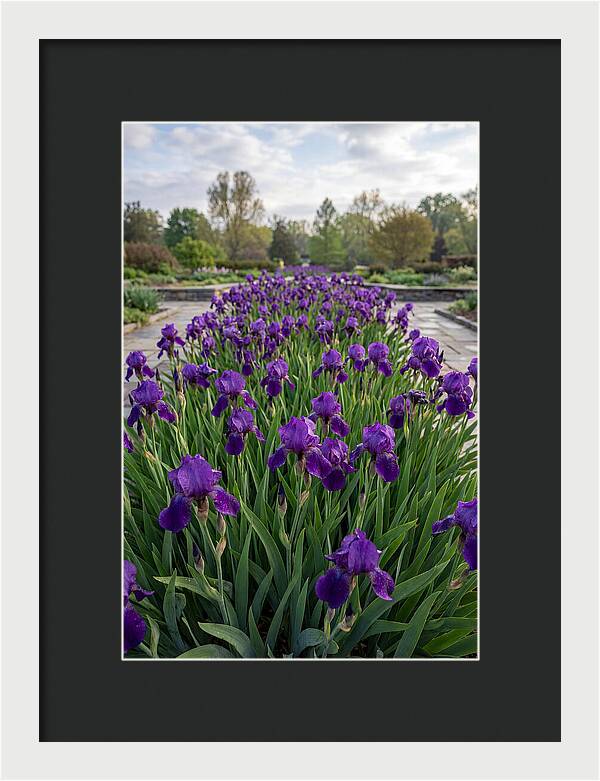 Iris Blooms In Full Glory