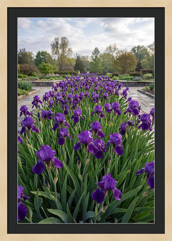 Iris Blooms In Full Glory
