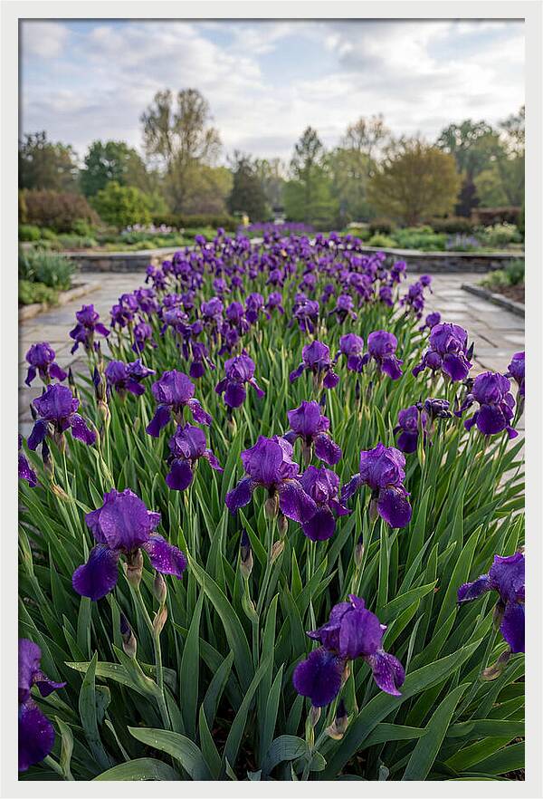 Iris Blooms In Full Glory