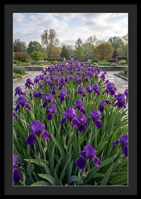 Iris Blooms In Full Glory