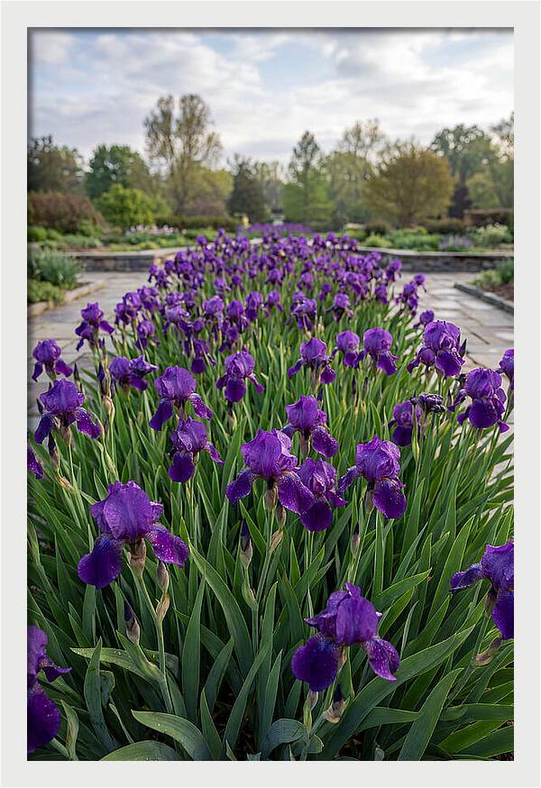 Iris Blooms In Full Glory