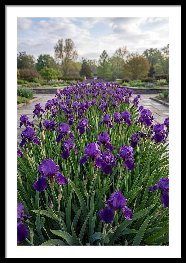 Iris Blooms In Full Glory