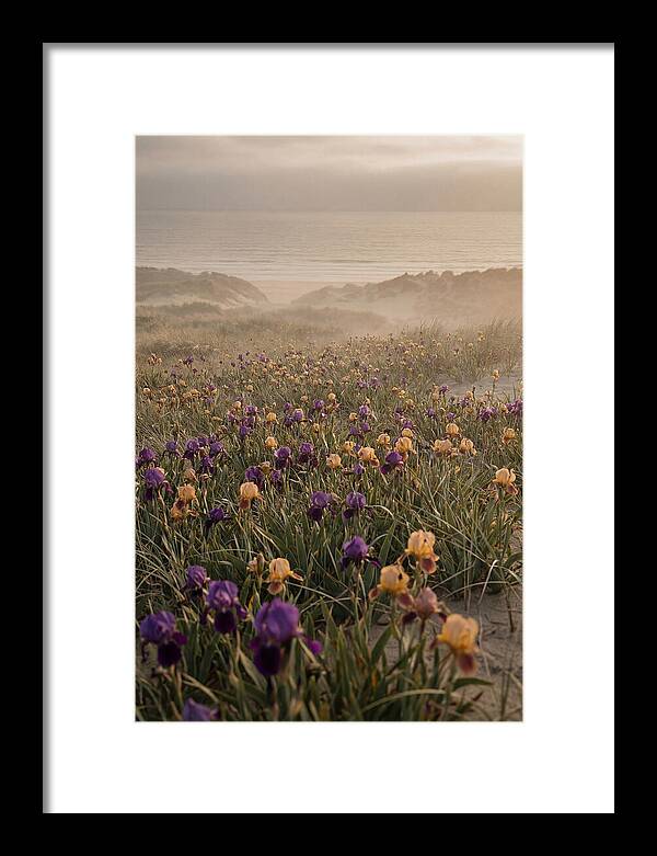 Iris Field In Deep Purple And Gold