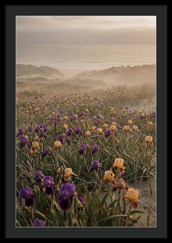 Iris Field In Deep Purple And Gold