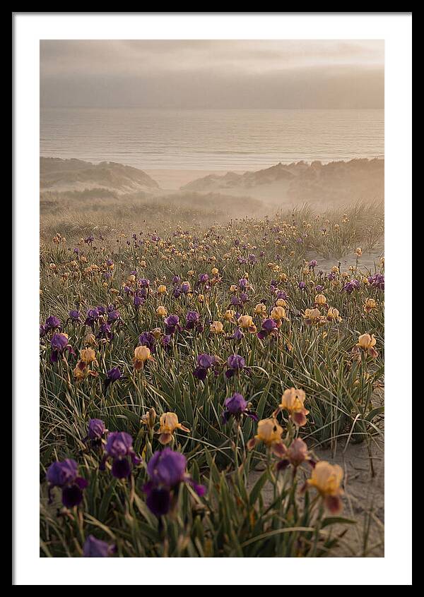 Iris Field In Deep Purple And Gold