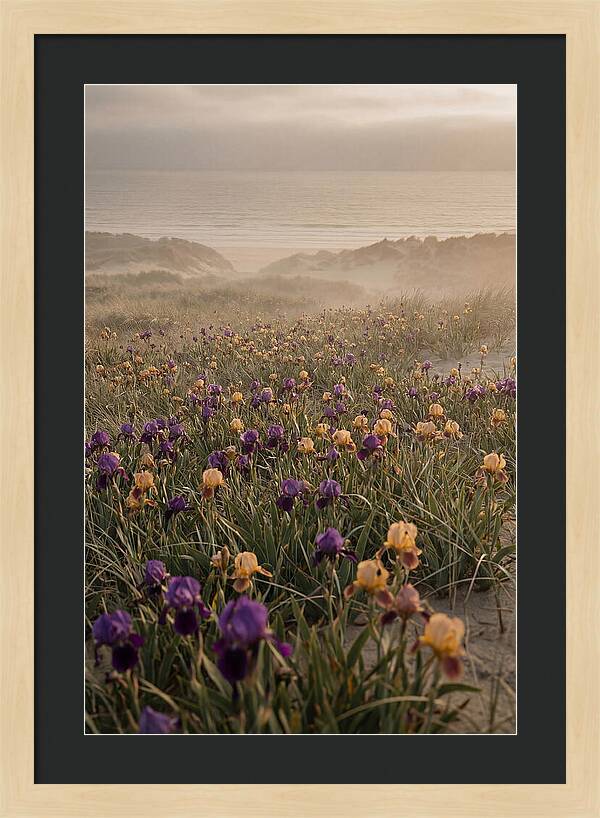 Iris Field In Deep Purple And Gold