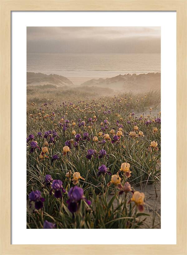 Iris Field In Deep Purple And Gold