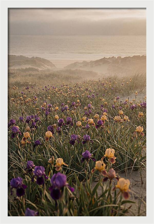 Iris Field In Deep Purple And Gold