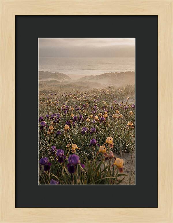 Iris Field In Deep Purple And Gold