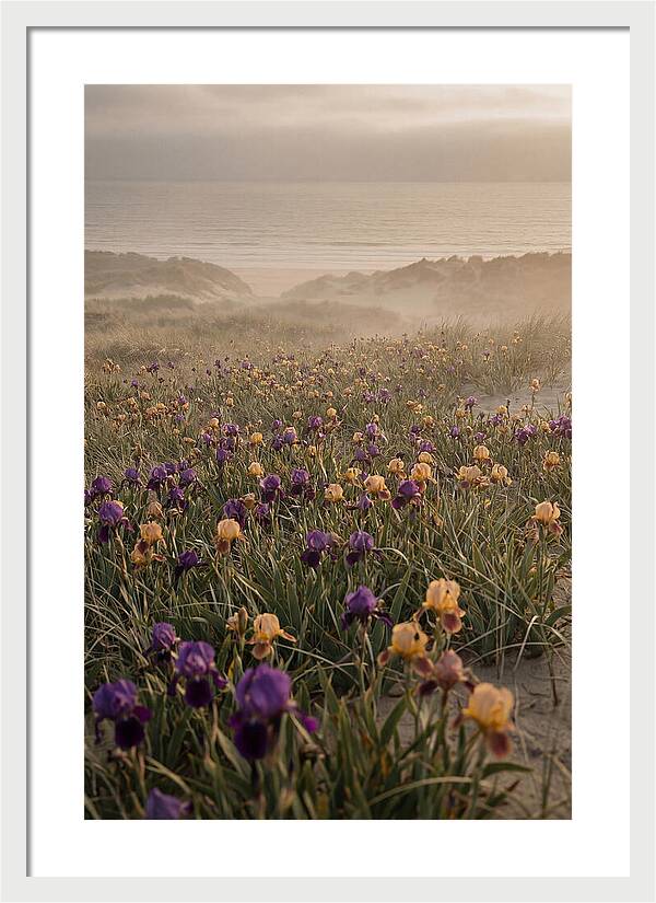 Iris Field In Deep Purple And Gold