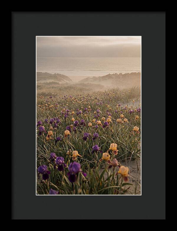 Iris Field In Deep Purple And Gold