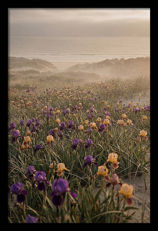 Iris Field In Deep Purple And Gold