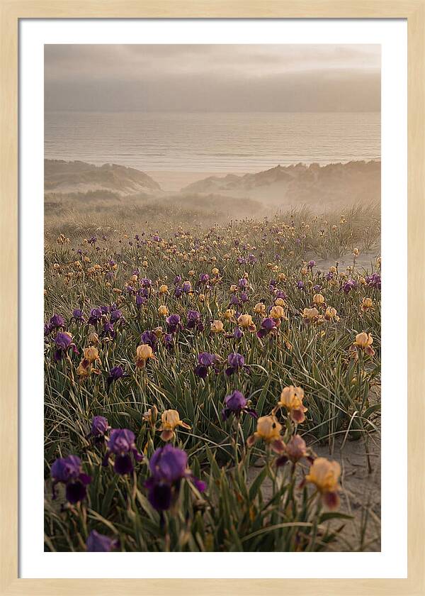 Iris Field In Deep Purple And Gold