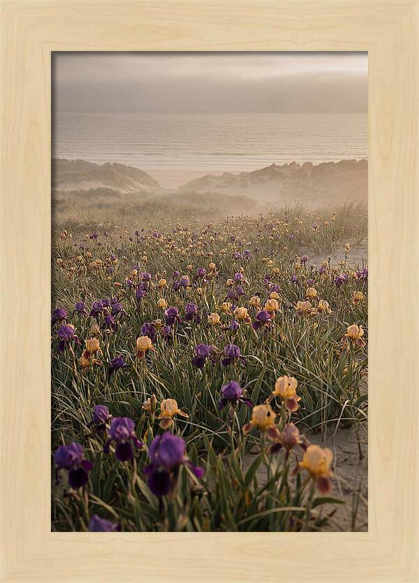 Iris Field In Deep Purple And Gold