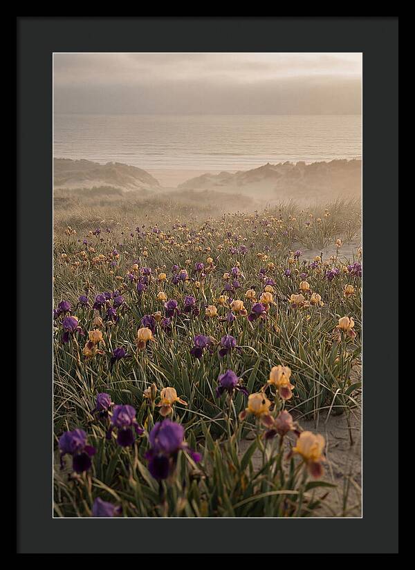 Iris Field In Deep Purple And Gold