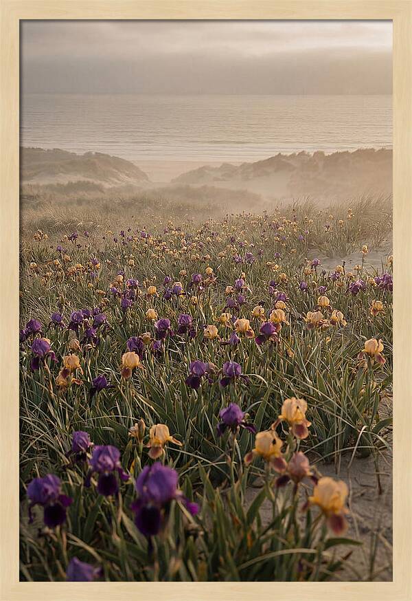 Iris Field In Deep Purple And Gold
