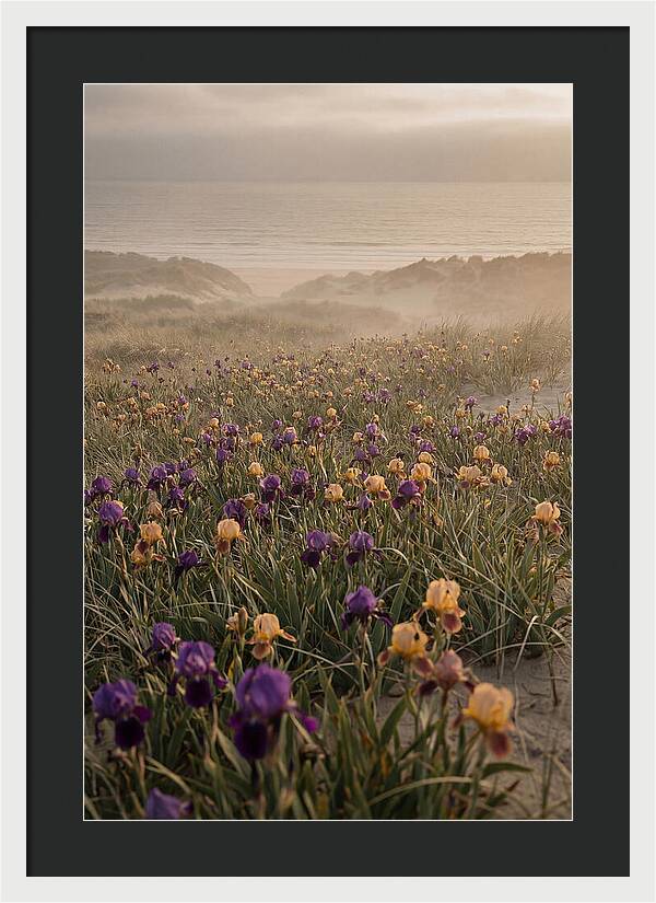 Iris Field In Deep Purple And Gold