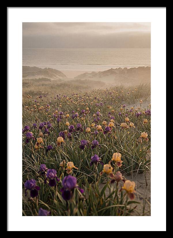 Iris Field In Deep Purple And Gold