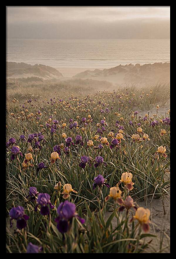 Iris Field In Deep Purple And Gold