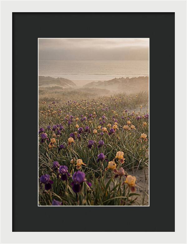 Iris Field In Deep Purple And Gold