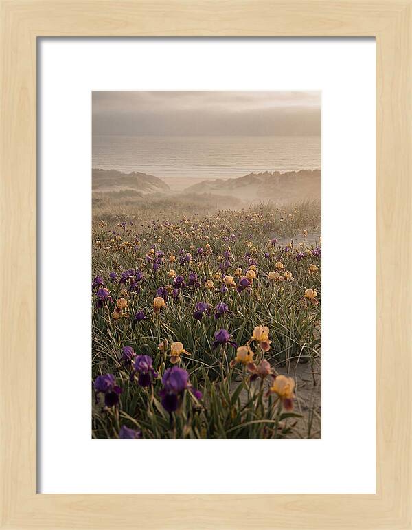 Iris Field In Deep Purple And Gold