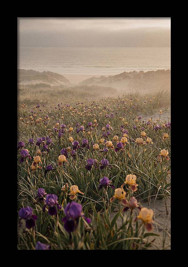 Iris Field In Deep Purple And Gold