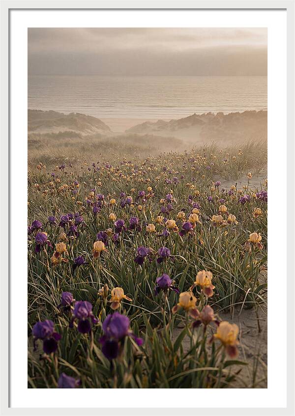Iris Field In Deep Purple And Gold