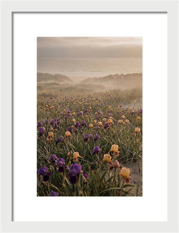 Iris Field In Deep Purple And Gold