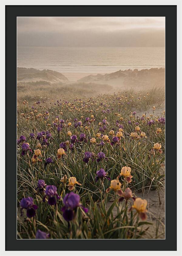 Iris Field In Deep Purple And Gold