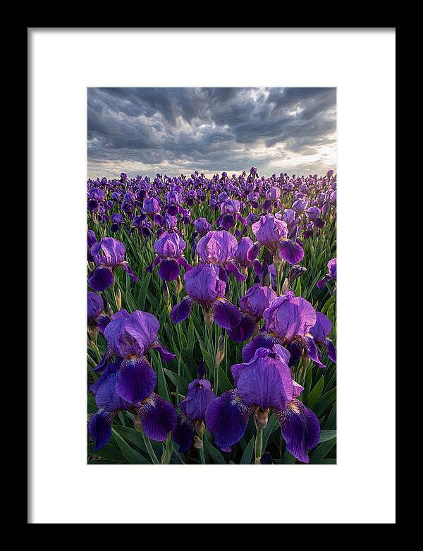 Iris Fields Under Dramatic Skies