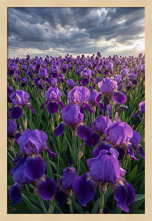 Iris Fields Under Dramatic Skies