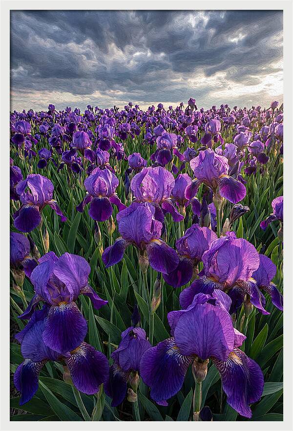 Iris Fields Under Dramatic Skies