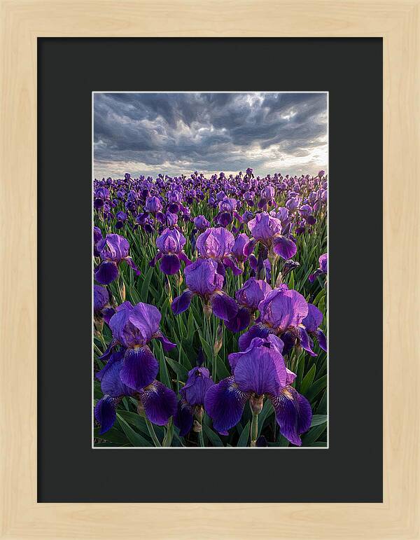 Iris Fields Under Dramatic Skies