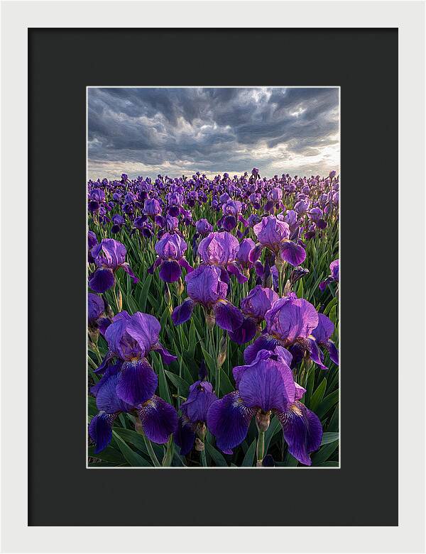 Iris Fields Under Dramatic Skies