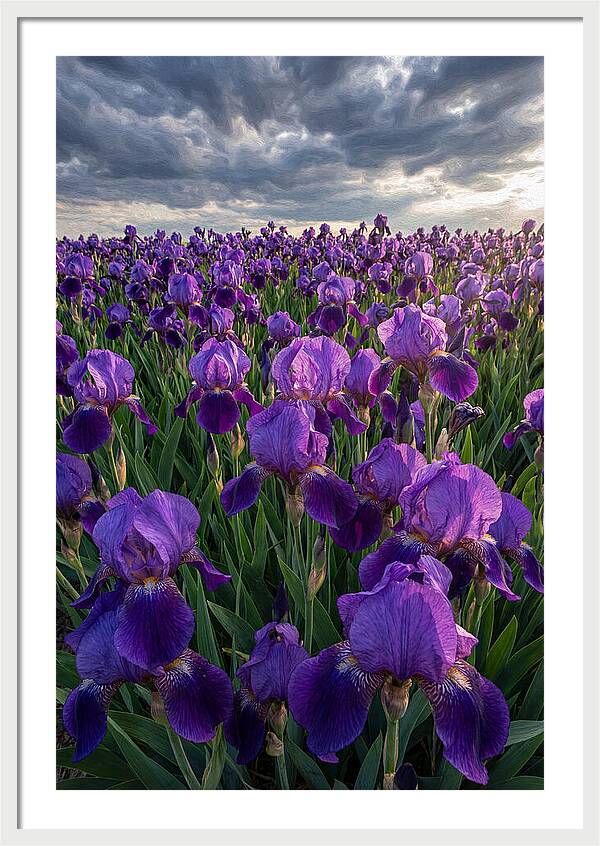 Iris Fields Under Dramatic Skies