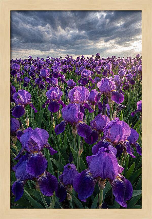 Iris Fields Under Dramatic Skies