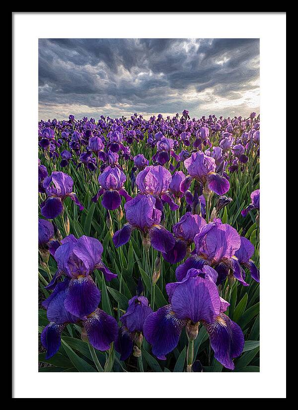 Iris Fields Under Dramatic Skies